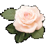 The Rose of Sharon